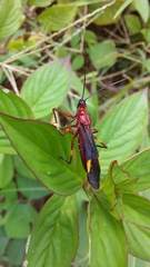 Graptocleptes bicolor
