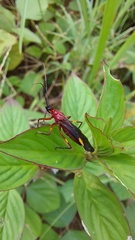 Graptocleptes bicolor