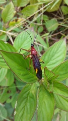 Graptocleptes bicolor