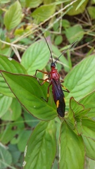 Graptocleptes bicolor