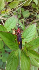 Graptocleptes bicolor