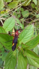 Graptocleptes bicolor