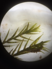 Fontinalis dalecarlica