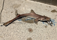 Mustelus henlei