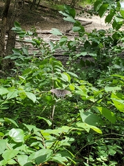 Papilio glaucus glaucus