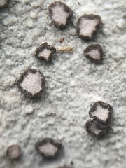 Lecanactis subfarinosa