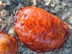 Dendrodoris fumata