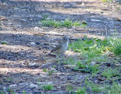 Baeolophus inornatus