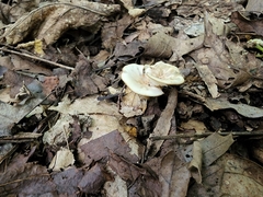 Clitocybe americana