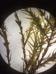 Fontinalis dalecarlica