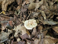 Clitocybe americana