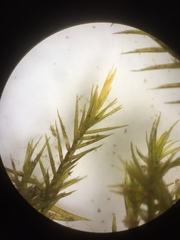 Fontinalis dalecarlica