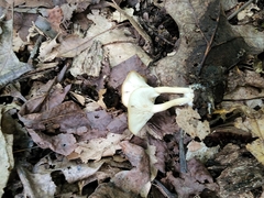 Clitocybe americana