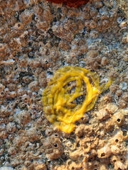 Dendrodoris fumata