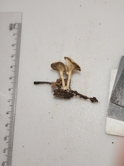 Clitocybe americana