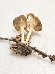 Clitocybe americana