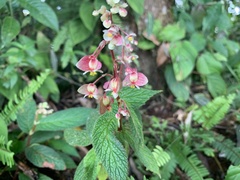 Begonia buddleiifolia