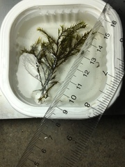 Fontinalis dalecarlica