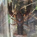 Tallapoosa Crayfish - Photo (c) Daniel Folds, some rights reserved (CC BY-NC), uploaded by Daniel Folds