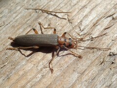 Copidita quadrimaculata