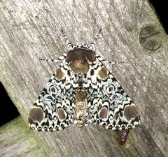 Harrisimemna trisignata