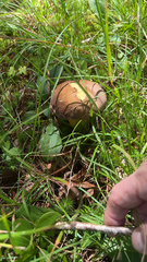 Boletus auripes