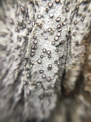 Lecanactis subfarinosa