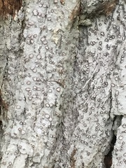 Lecanactis subfarinosa