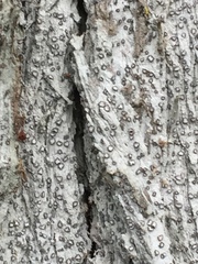 Lecanactis subfarinosa