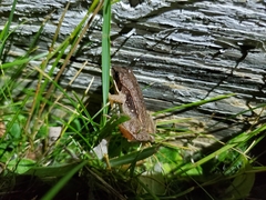 Lithobates sylvaticus image