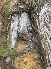 Lecanactis subfarinosa