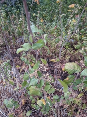 Toxicodendron radicans