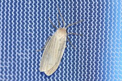 Crambidia lithosioides