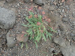 Bupleurum triradiatum