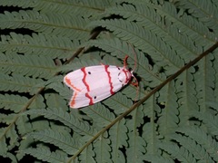 Cyana geminipuncta