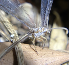 Clathroneuria coquilletti