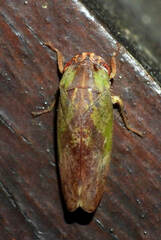 Folicana