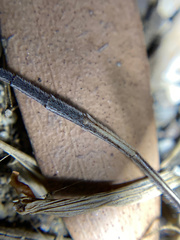 Clathroneuria coquilletti