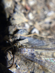 Clathroneuria coquilletti