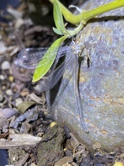 Clathroneuria coquilletti