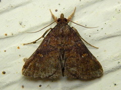 Hypenula cacuminalis