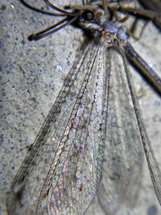 Clathroneuria coquilletti