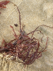 Vidalia colensoi
