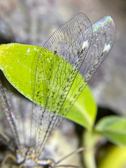 Clathroneuria coquilletti