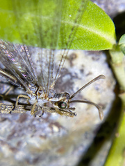 Clathroneuria coquilletti