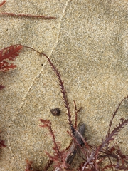 Vidalia colensoi