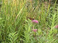 Danaus plexippus