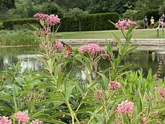 Danaus plexippus