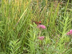 Danaus plexippus