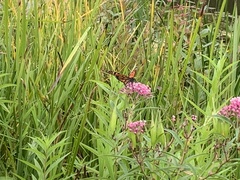 Danaus plexippus